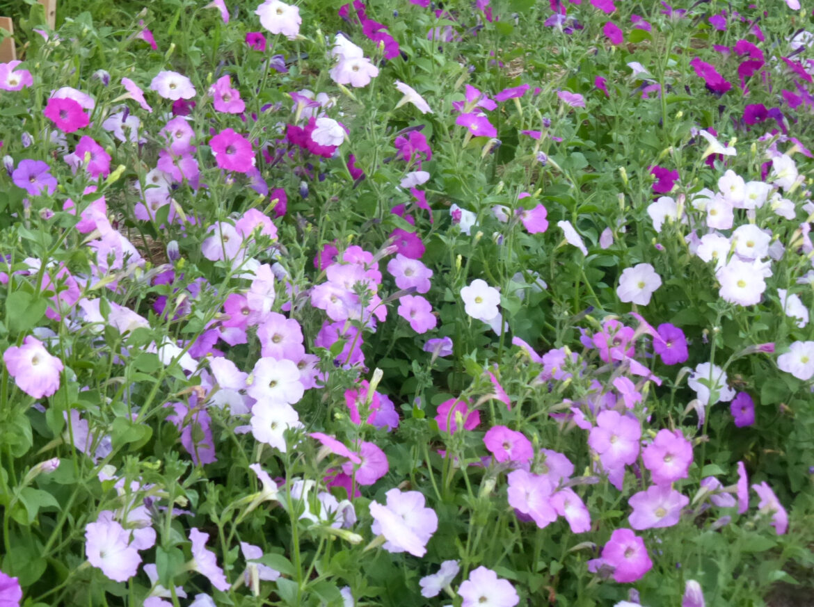 Est-ce que les pétunias repoussent ?