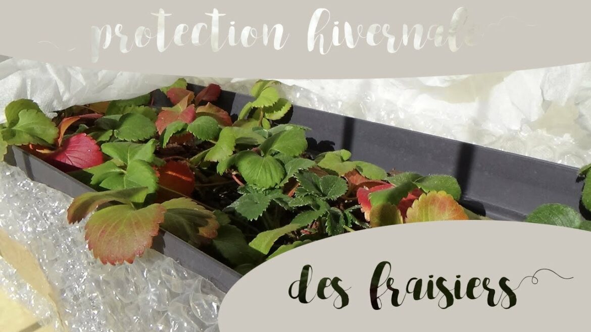 Est-ce que les pieds de fraisiers craignent le gel ?