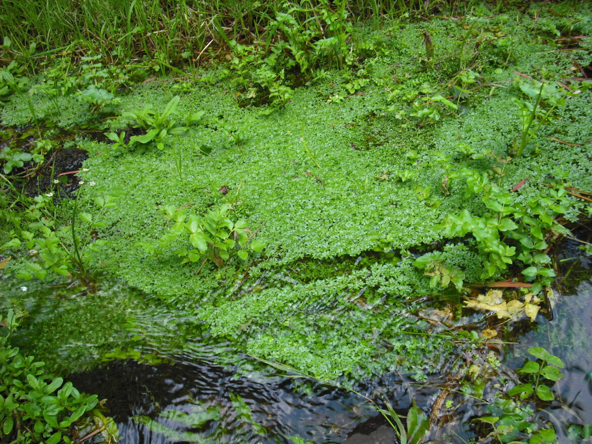 Est-ce que les poissons rouges mangent les lentilles d'eau ?