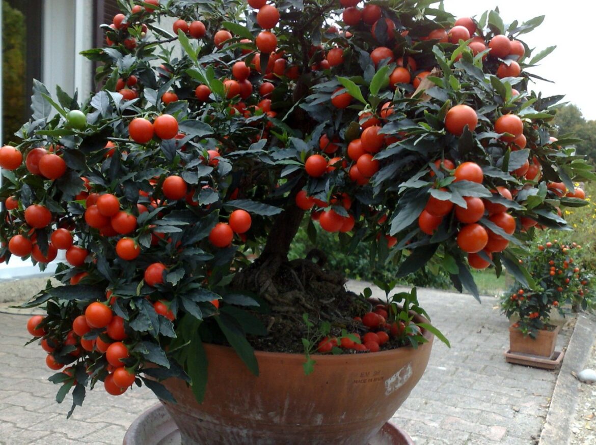 Est-ce que les pommier d'amour se taille ?