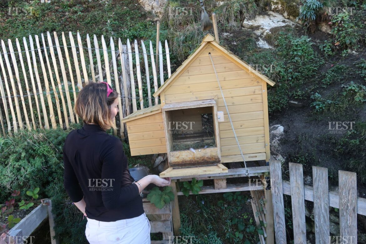 Est-ce que les poules supportent le froid ?