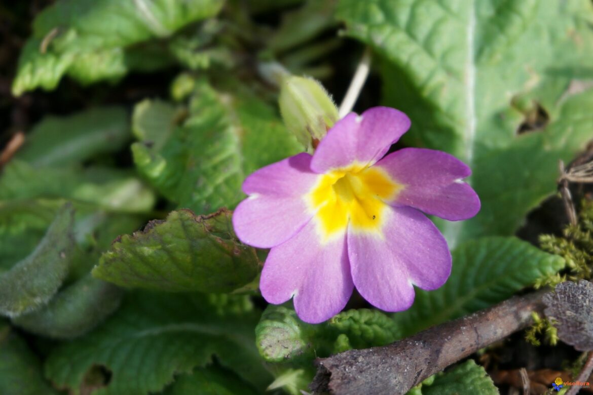 Est-ce que les primevères refleurissent ?