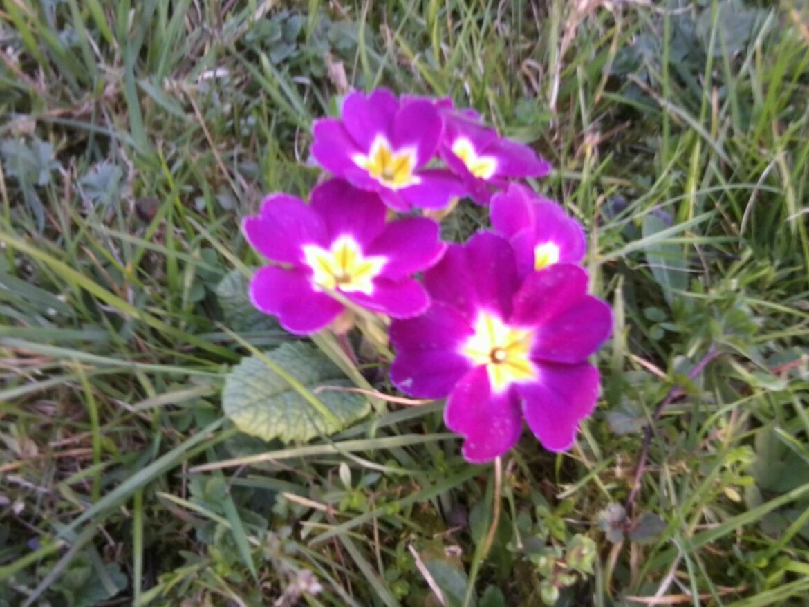 Est-ce que les primevères repoussent ?