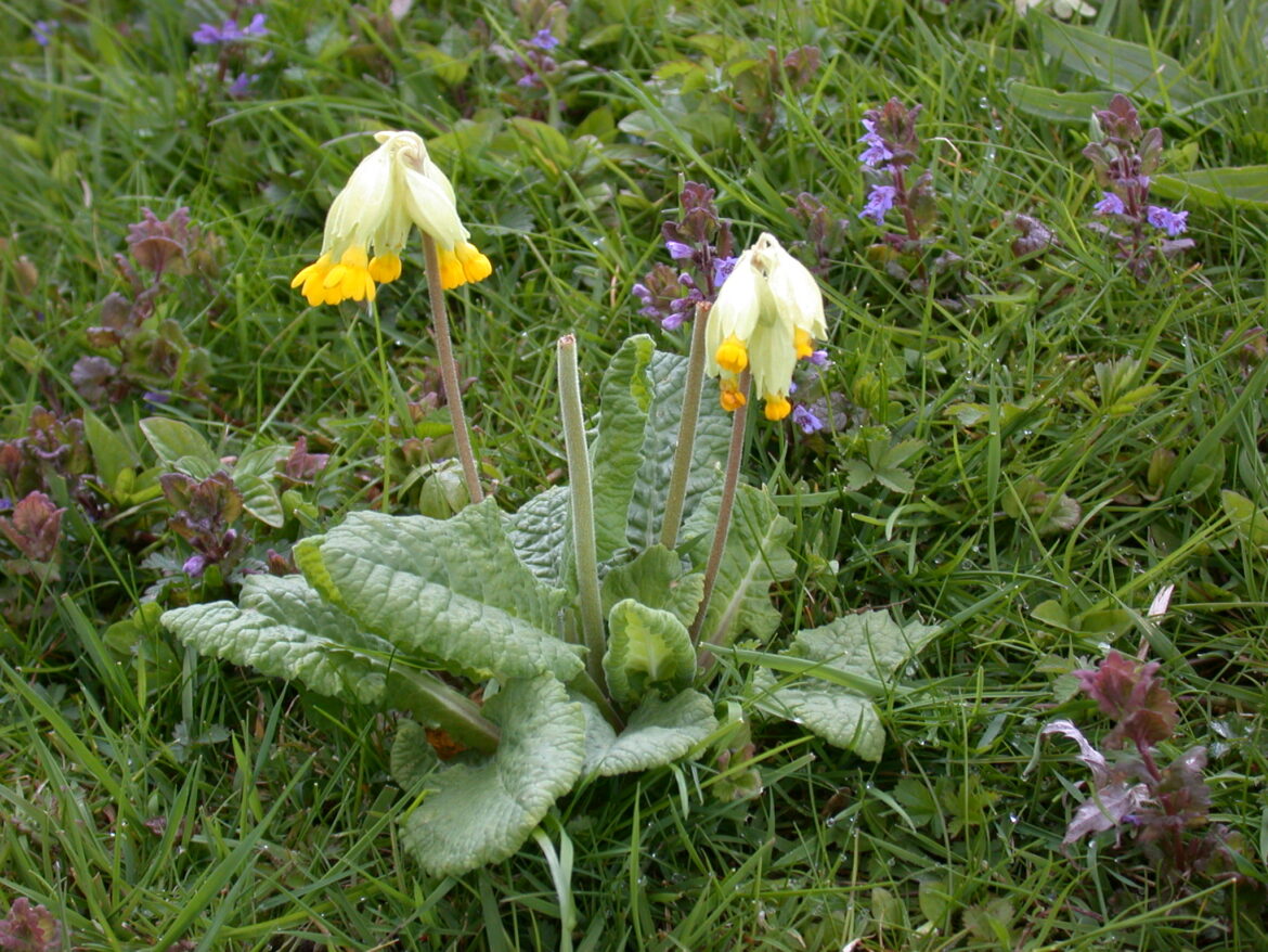 Est-ce que les primevères sont toxiques ?