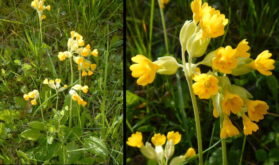 Est-ce que les primevères sont toxiques ?