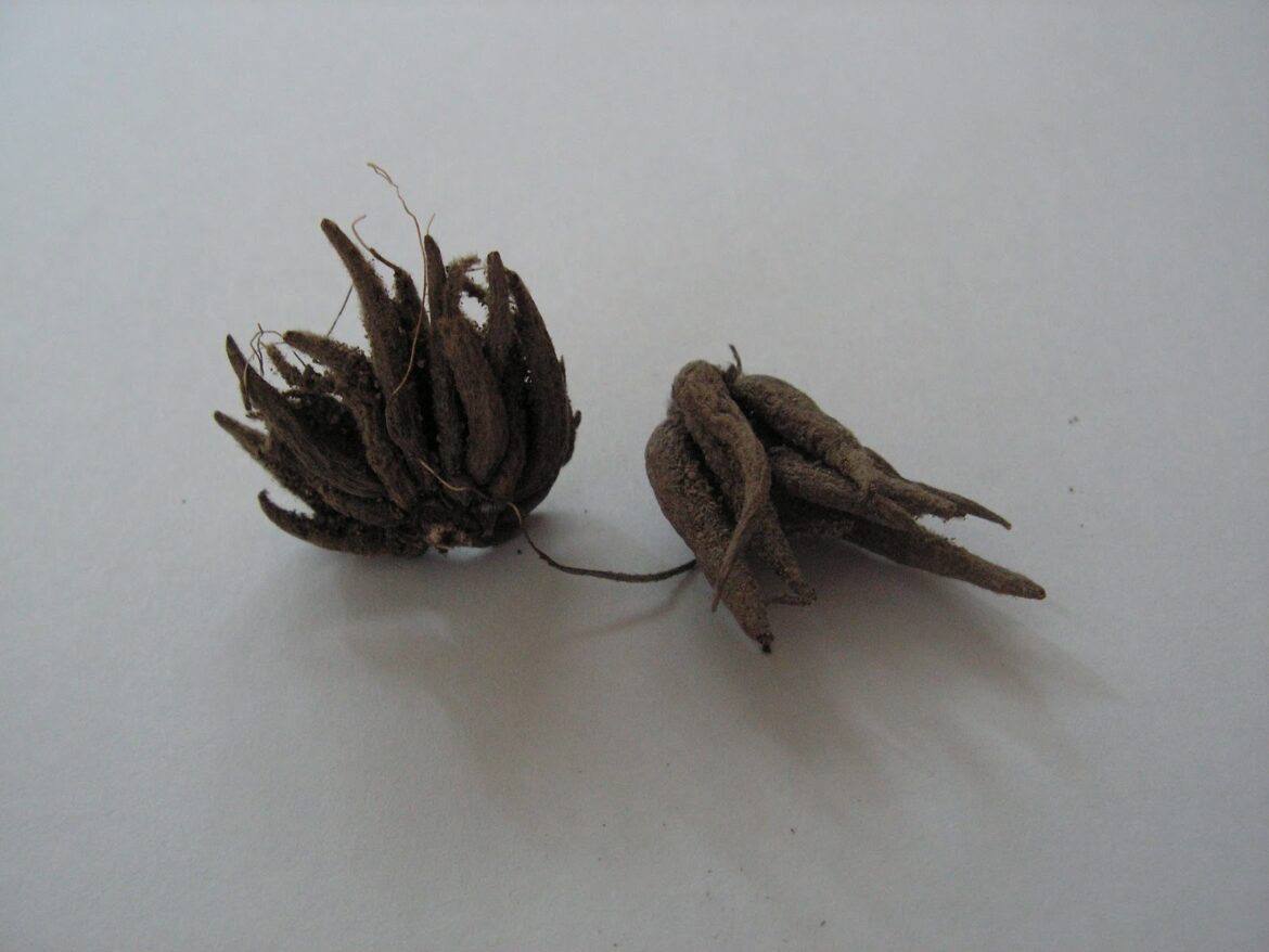 Est-ce que les renoncules repoussent ?