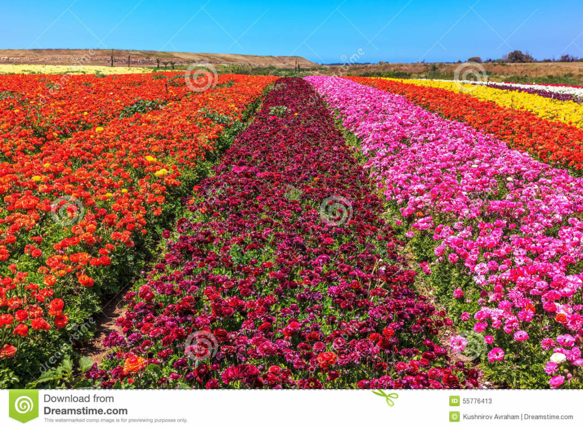 Est-ce que les renoncules repoussent tous les ans ?