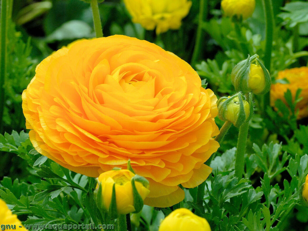 Est-ce que les renoncules repoussent tous les ans ?