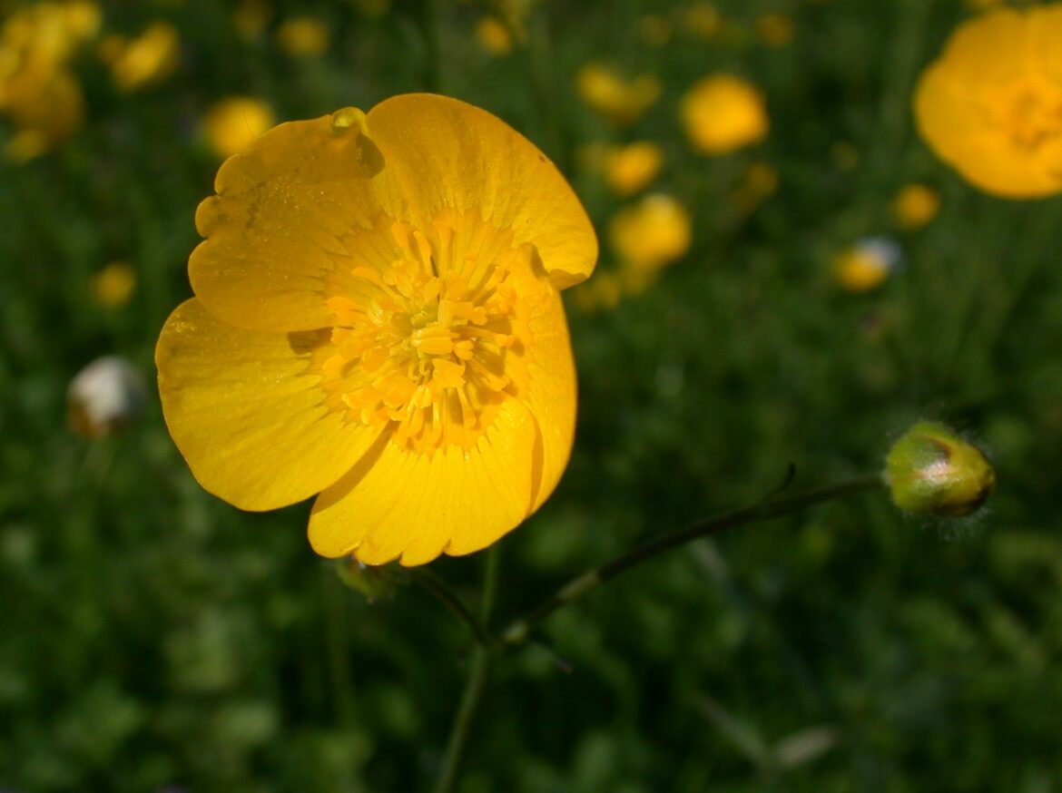 Est-ce que les renoncules repoussent tous les ans ?