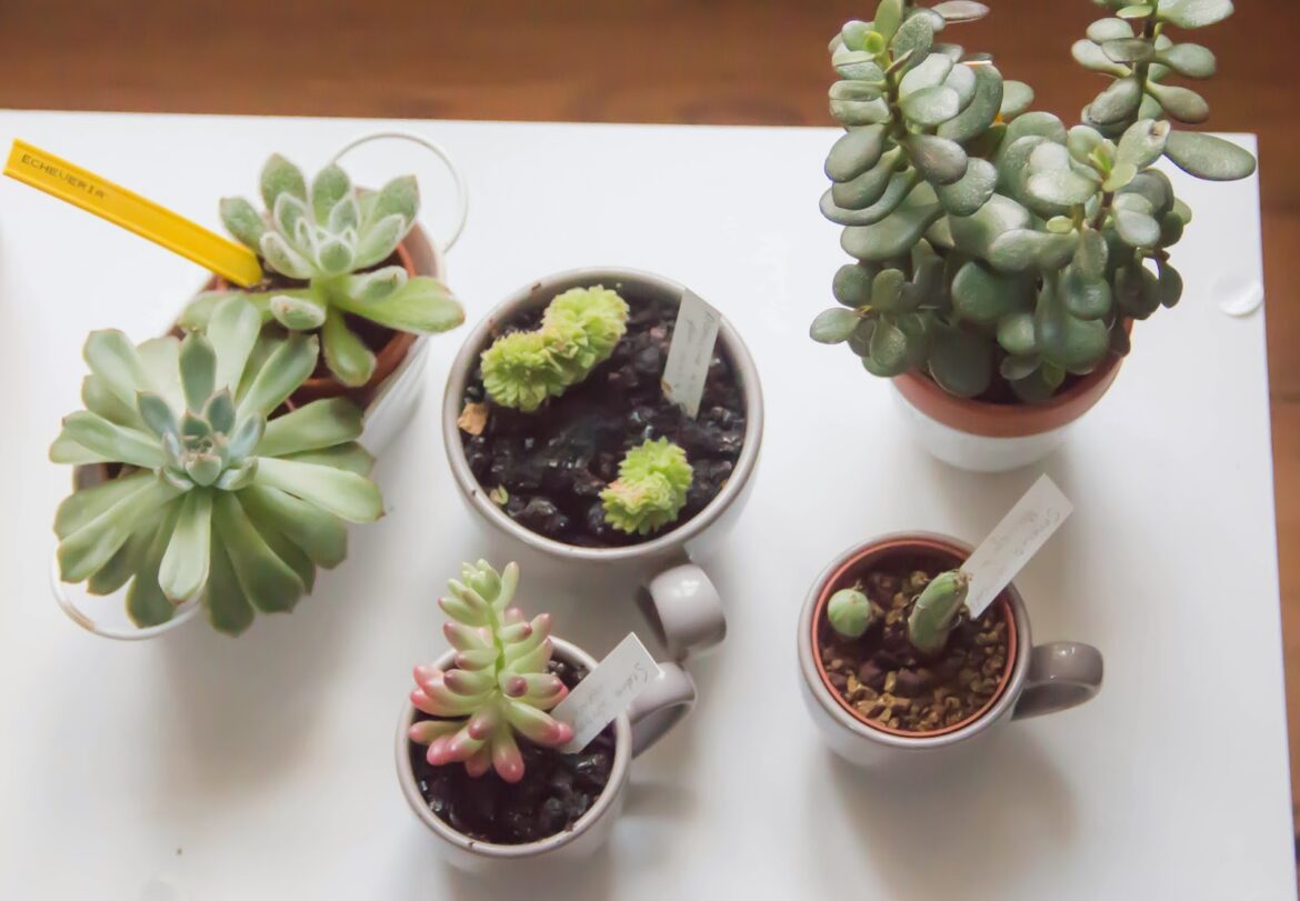 Est-ce que les succulentes peuvent vivre dehors ?