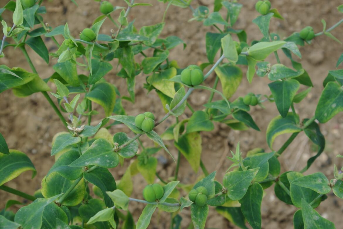 Est-ce que les taupes aiment l'eau ?