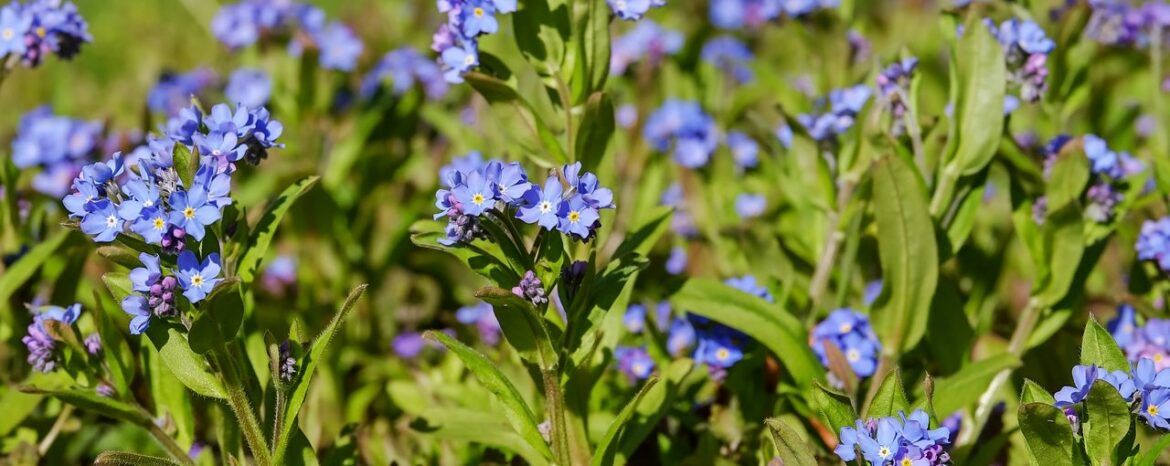 Est-ce que les tulipes sont toxiques pour les chats ?
