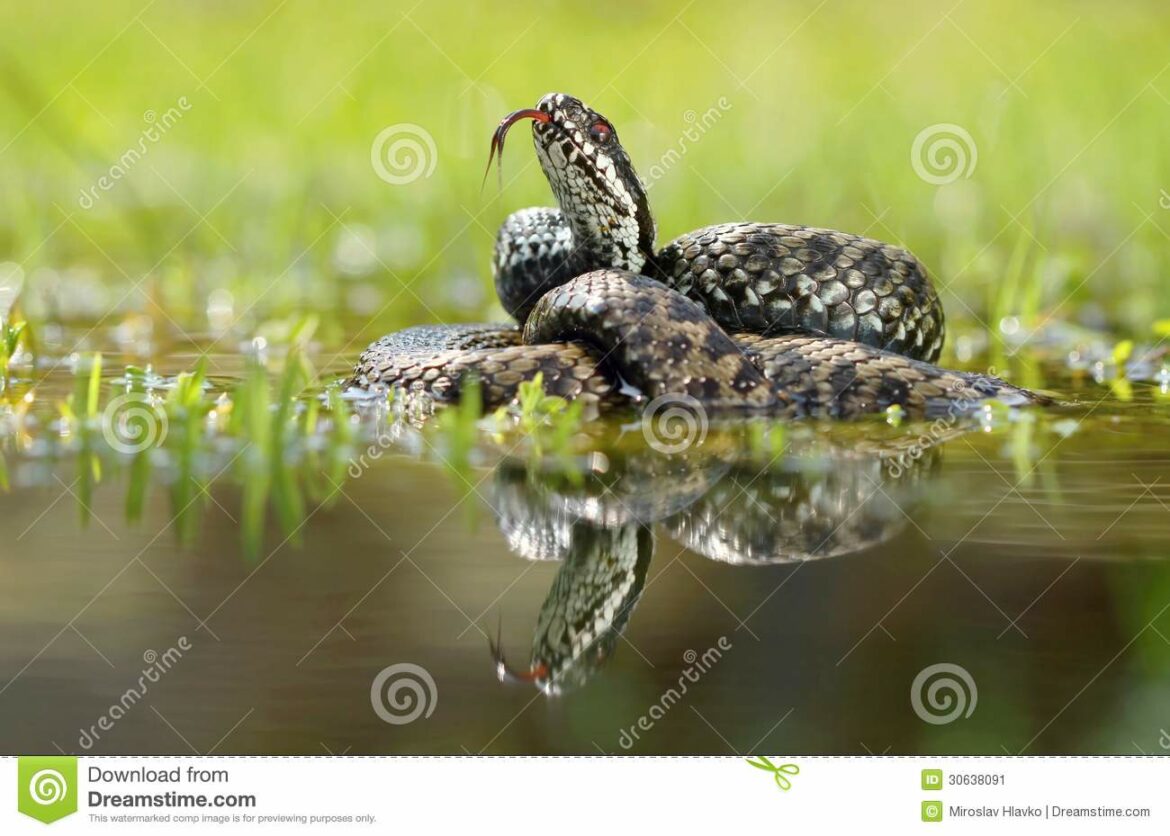 Est-ce que les vipères aime l'eau ?