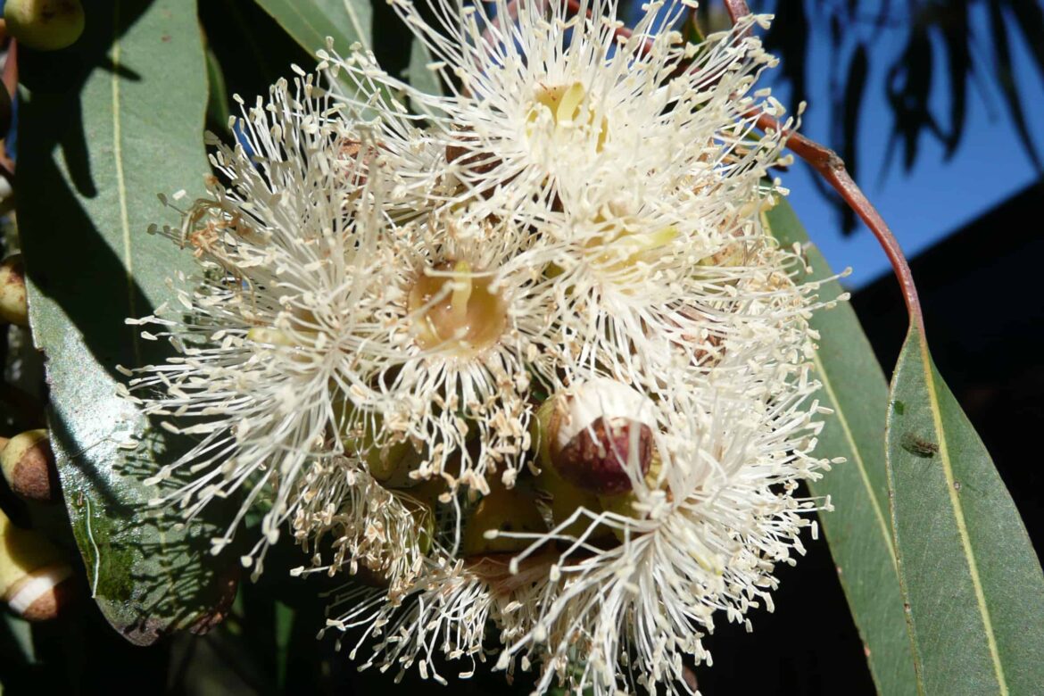 Est-ce que l'eucalyptus craint le gel ?