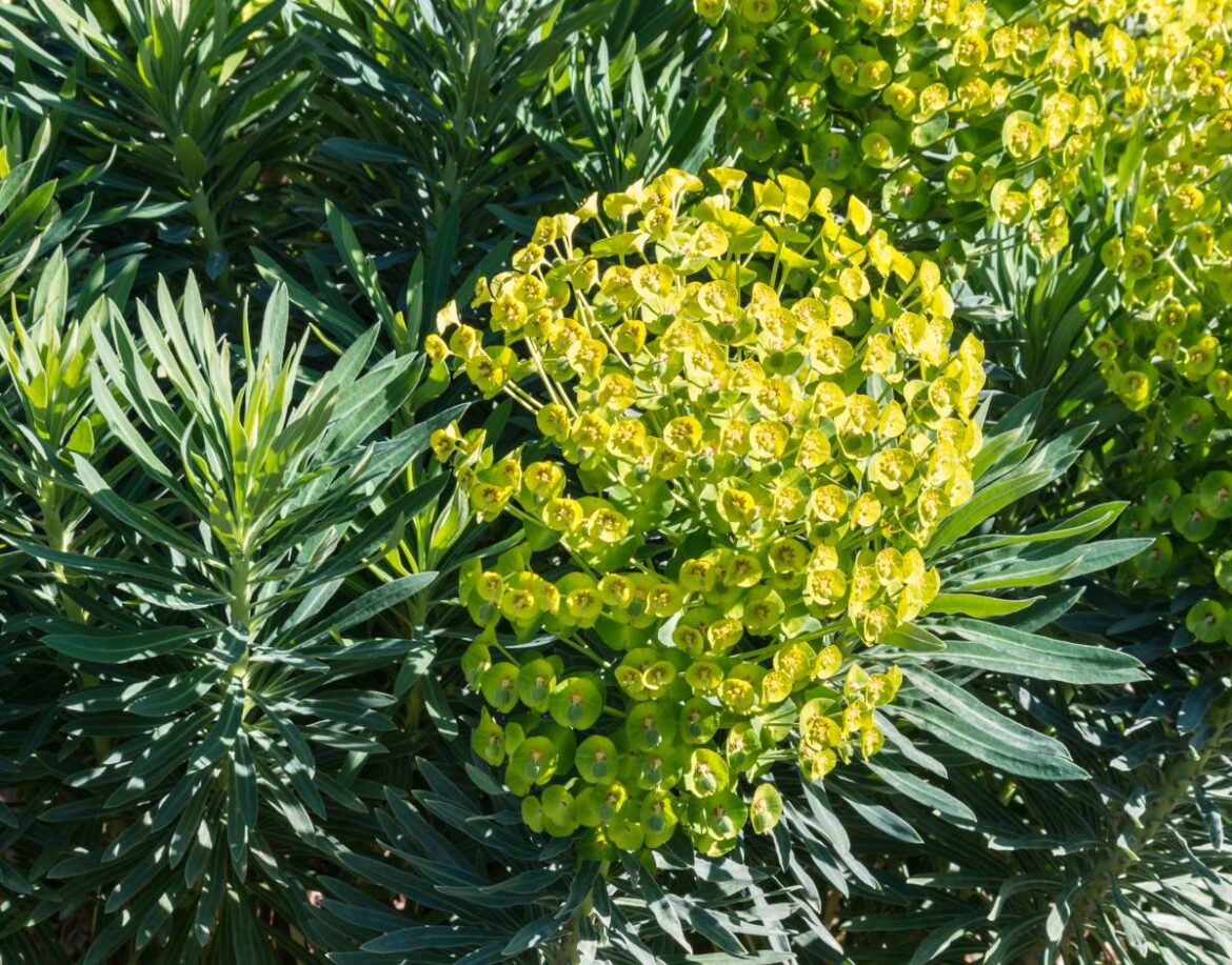 Est-ce que l'euphorbe craint le gel ?