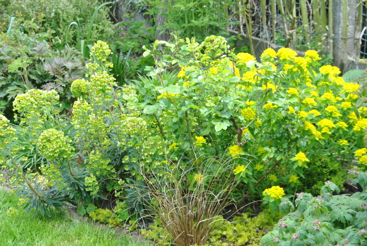 Est-ce que l'euphorbe se taille ?