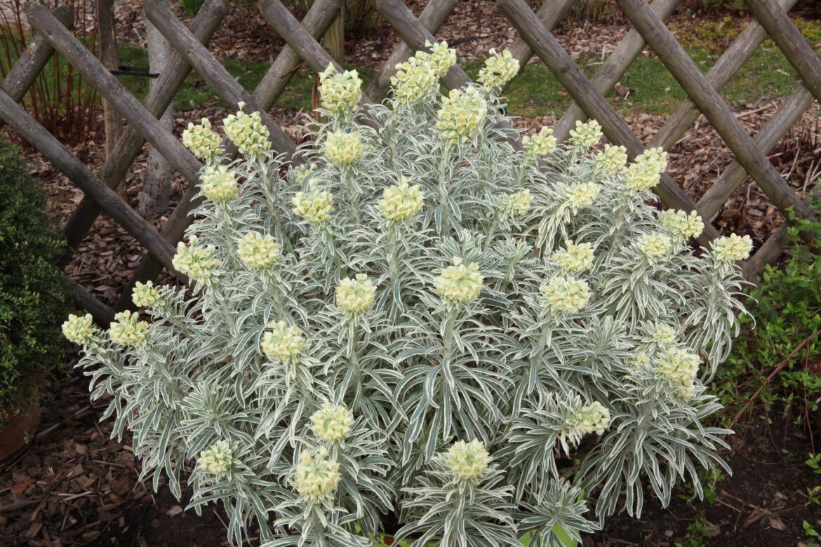 Est-ce que l'euphorbe se taille ?