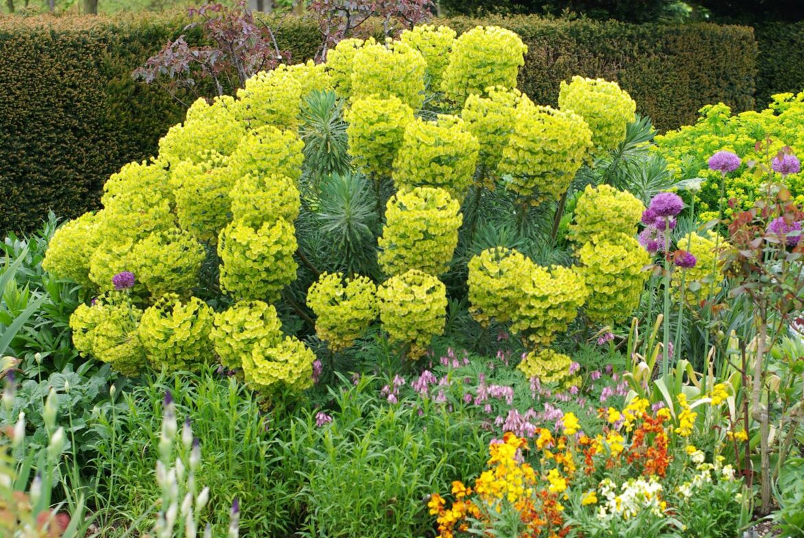 Est-ce que l'euphorbe se taille ?