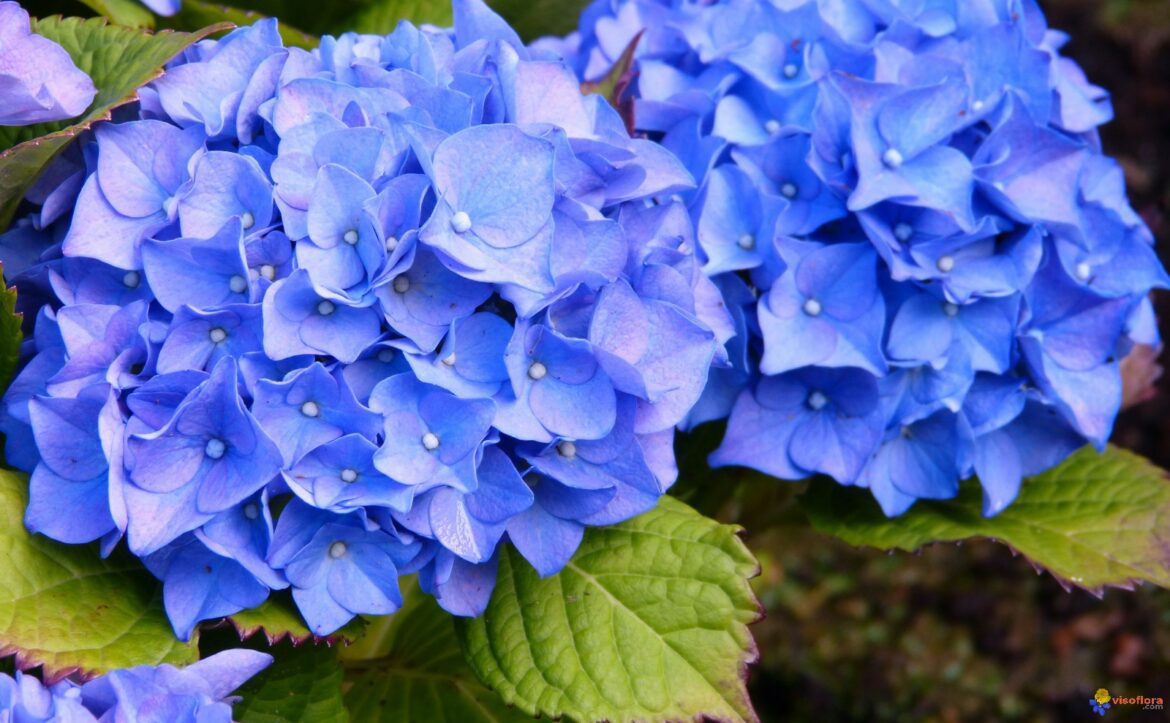 Est-ce que l'hortensia craint le gel ?