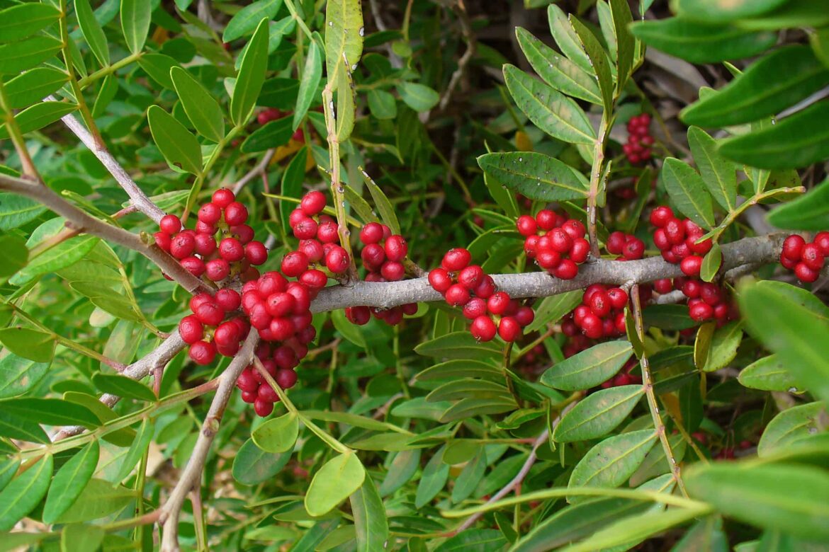 Est-ce que l'huile de lentisque est comestible ?