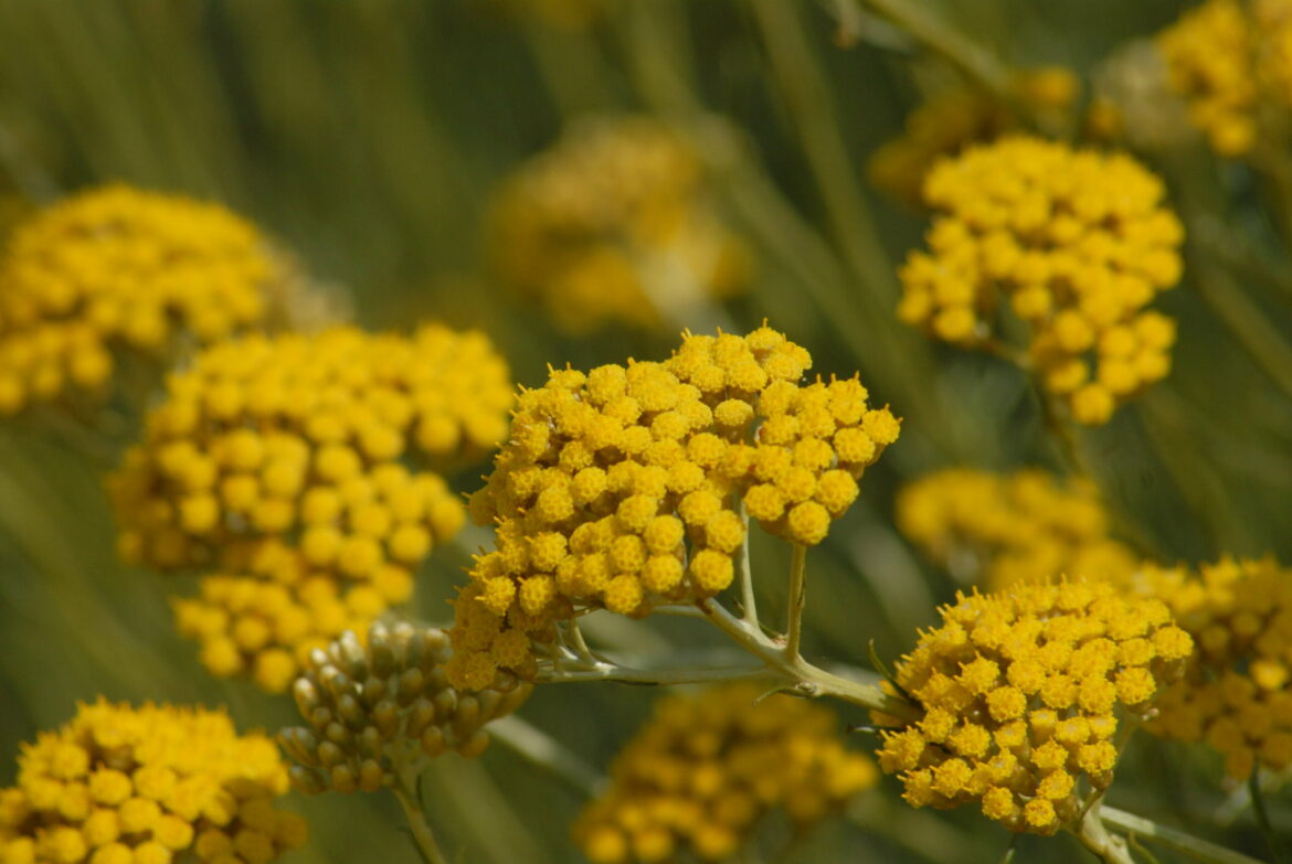 Est-ce que l'immortel se mange ?