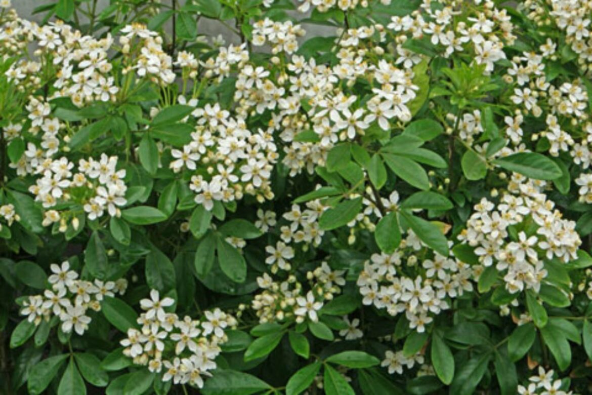 Est-ce que l'oranger du Mexique craint le gel ?