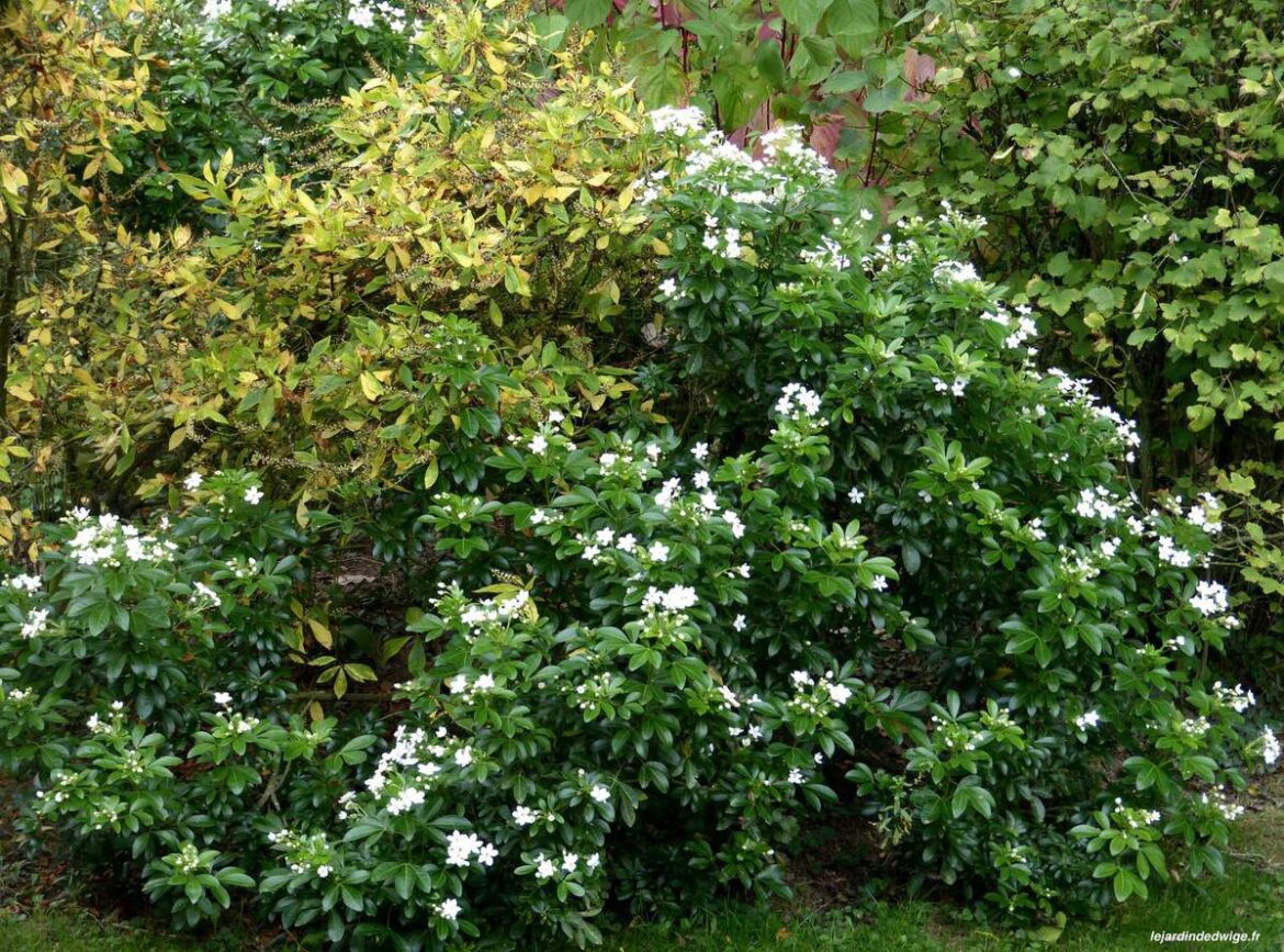 Est-ce que l'oranger du Mexique pousse vite ?