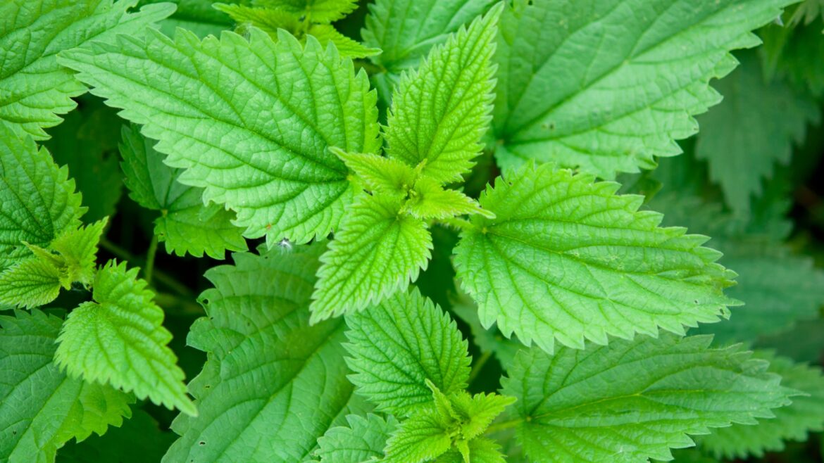 Est-ce que l'ortie fait monter la tension ?