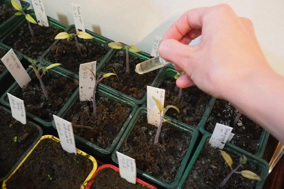 Est-ce que l'urine est un bon engrais ?