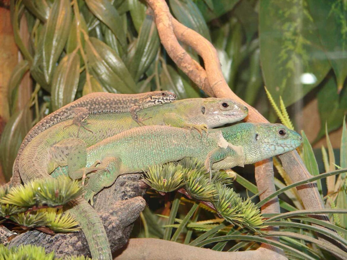 Est-ce que un lézard ça mord ?