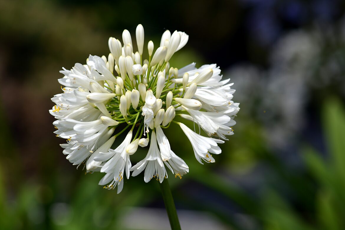 Est-ce qu'il faut buter les oignons ?