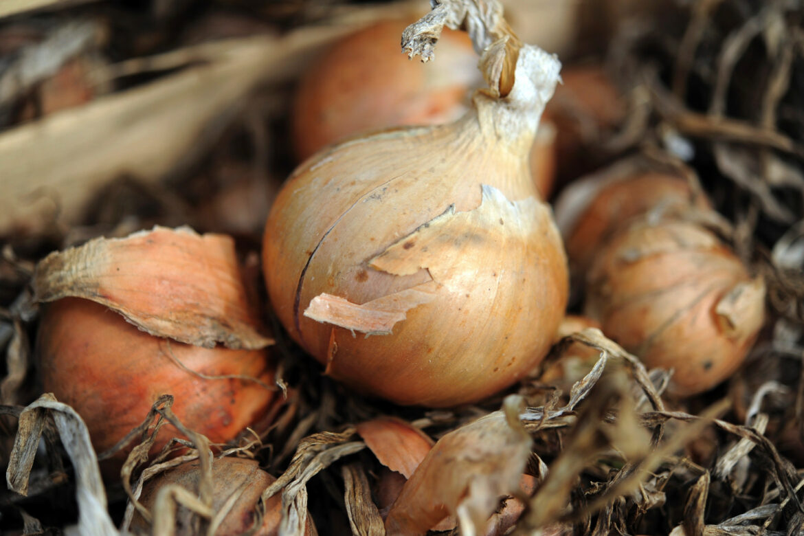 Est-ce qu'il faut buter les oignons ?