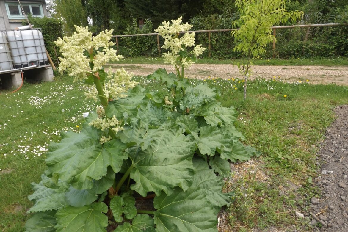 Est-ce qu'il faut couper la fleur de rhubarbe ?