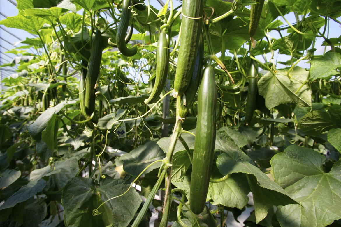 Est-ce qu'il faut tailler les concombres ?