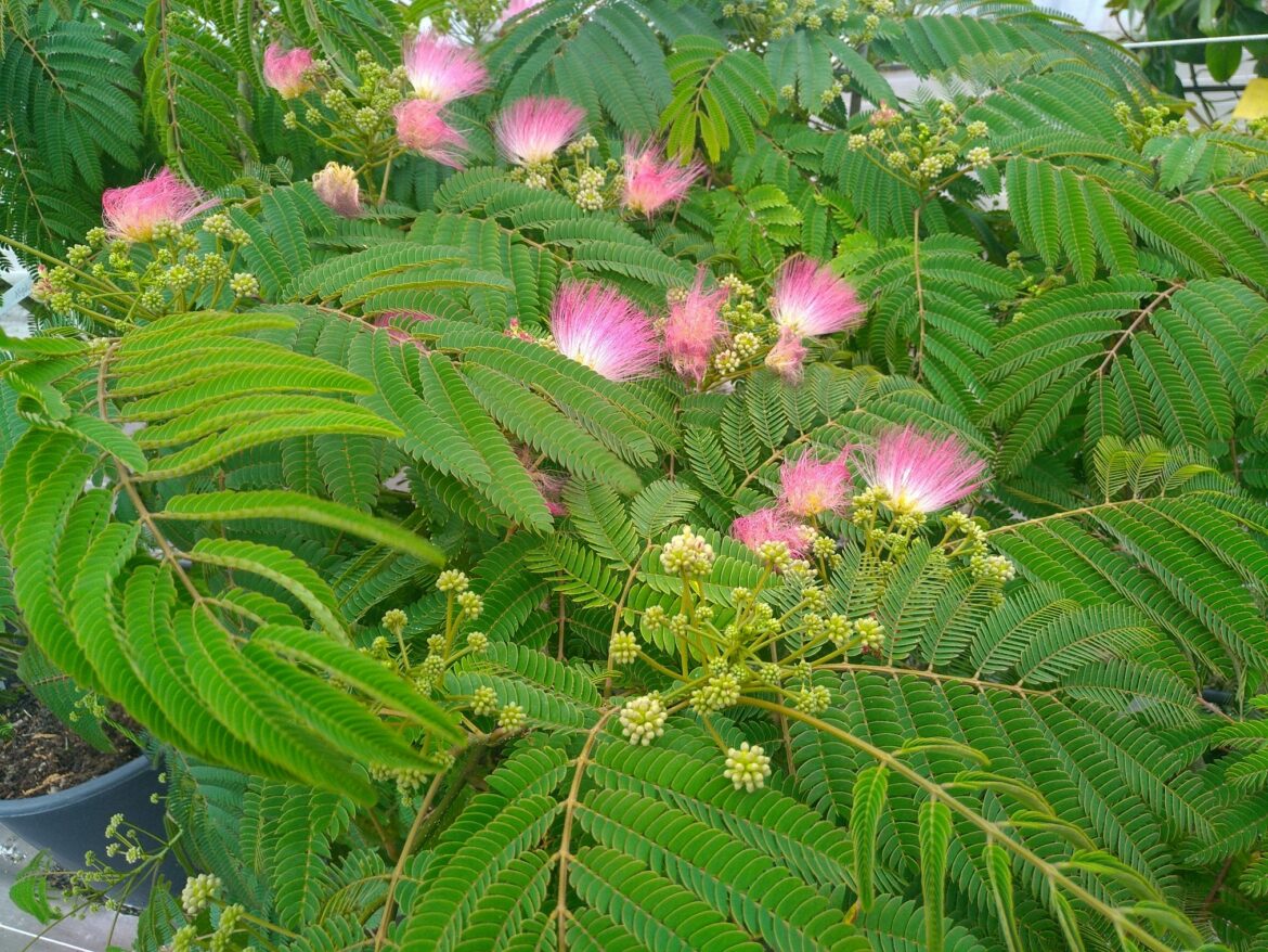 Est-ce qu'un albizia se taille ?