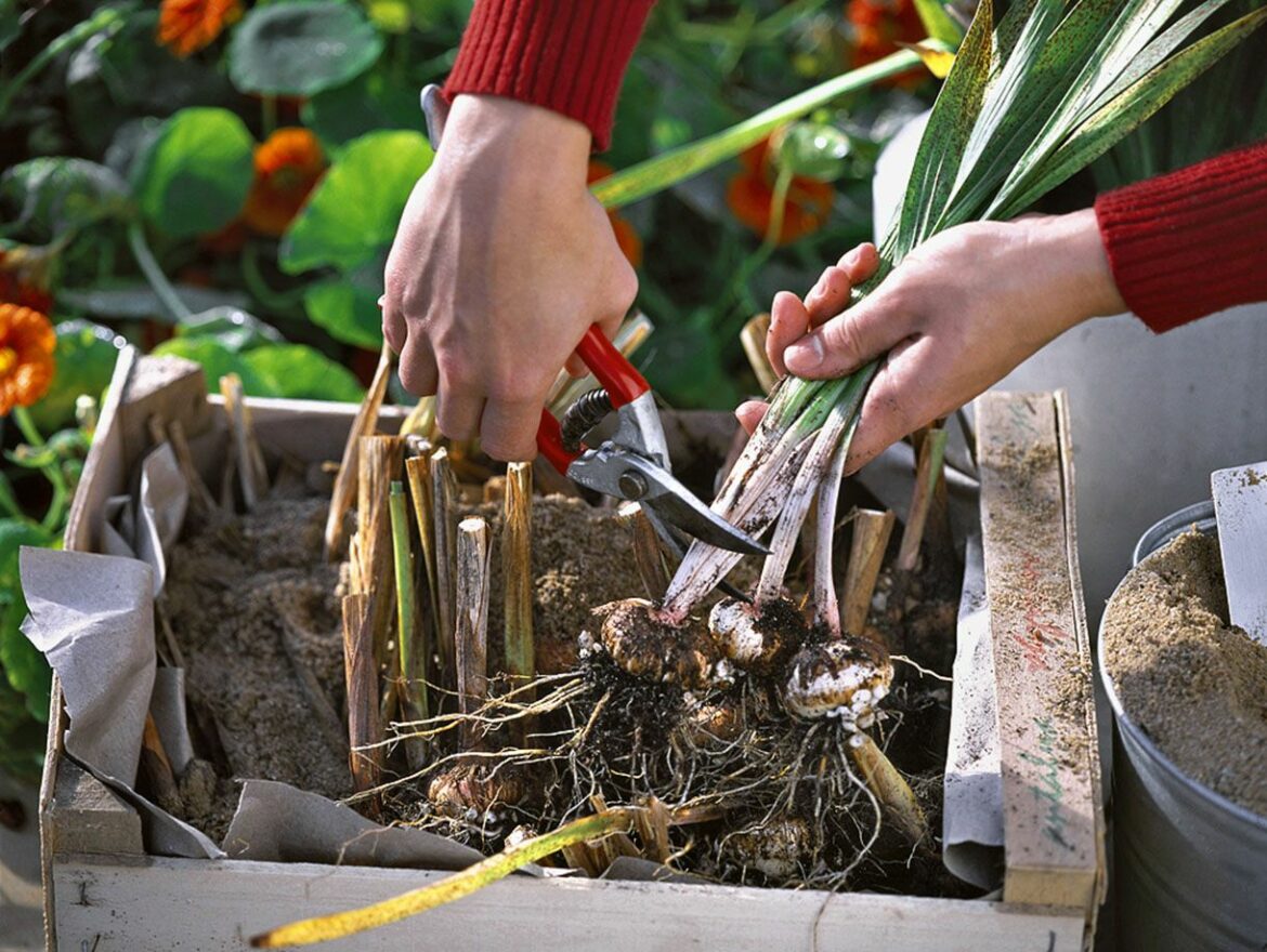 Est-ce qu'un cyclamen peut refleurir ?