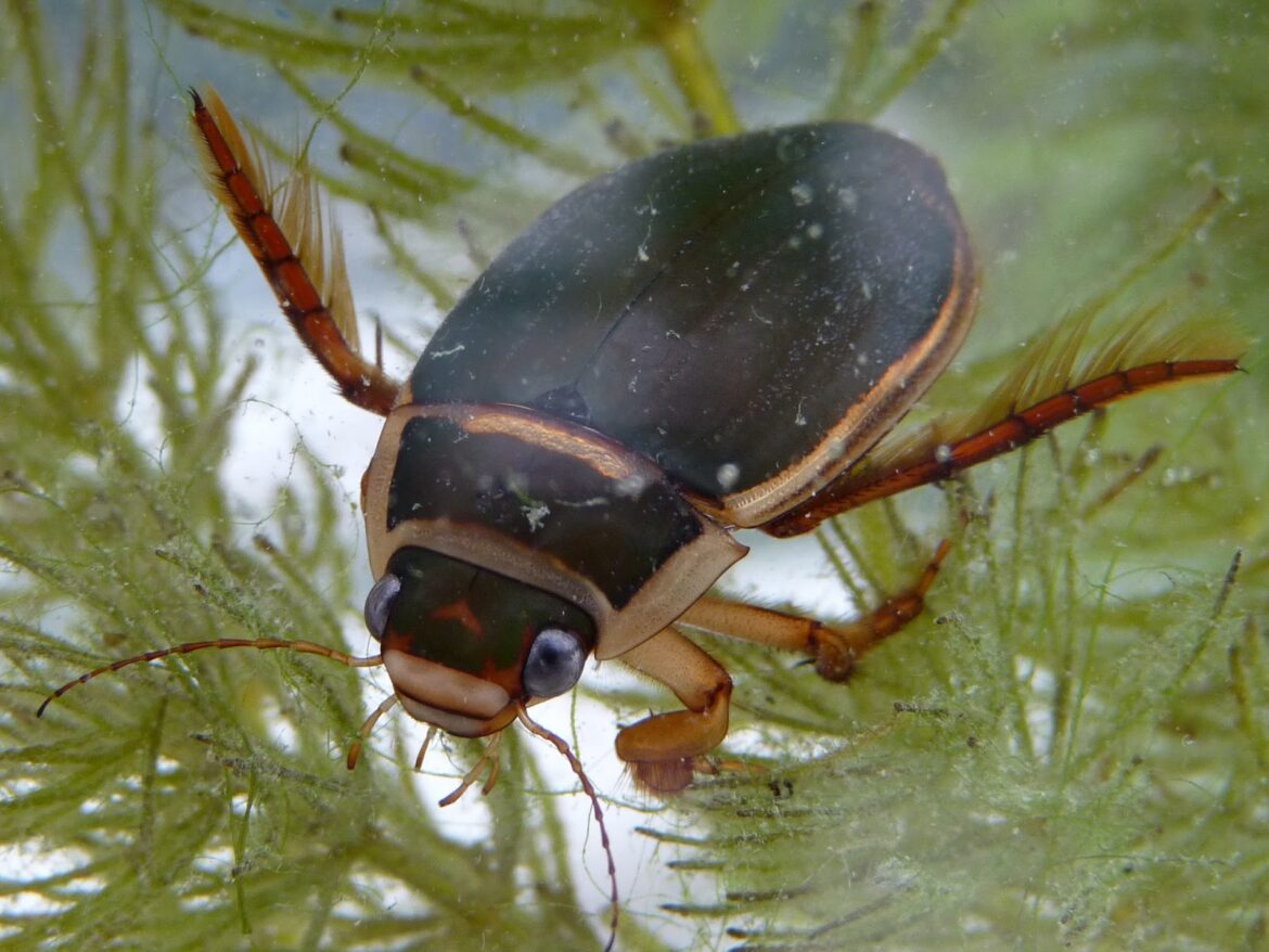 Est-ce qu'un dytique vole ?