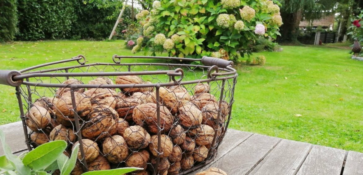 Est-il bon de se mettre sous un noyer ?