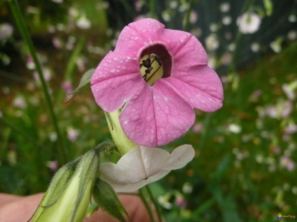 Est-il interdit de faire pousser du tabac ?