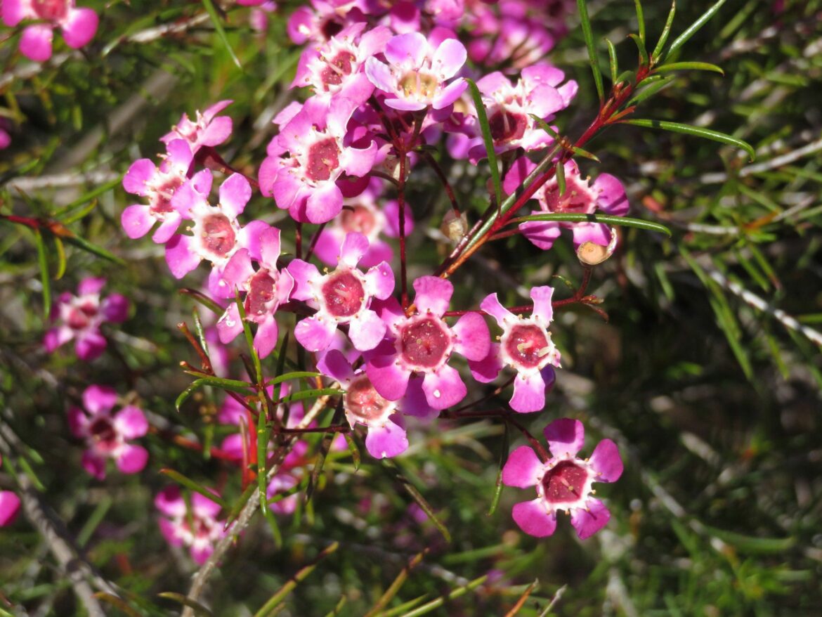 Is wax flower poisonous? Housekeeping Magazine Idées Décoration