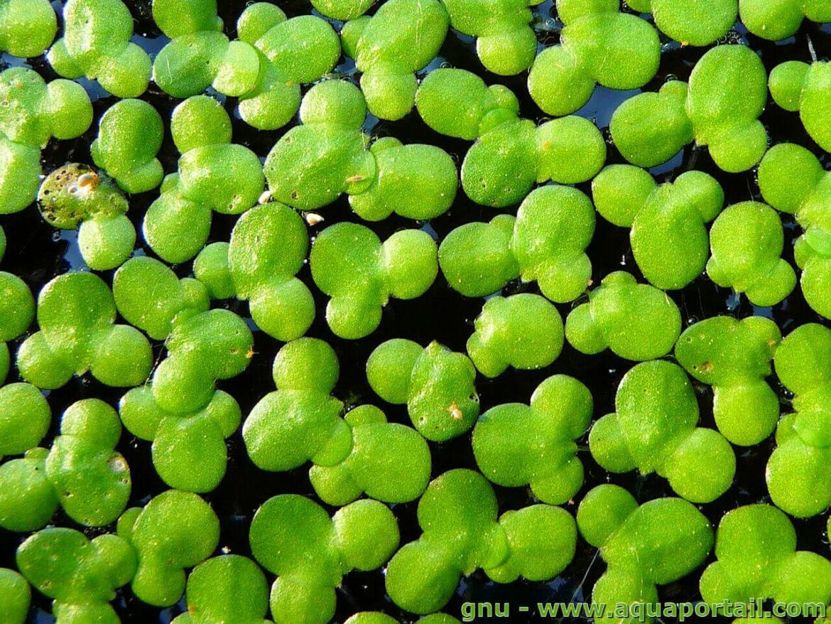 Où acheter des lentilles d'eau ?