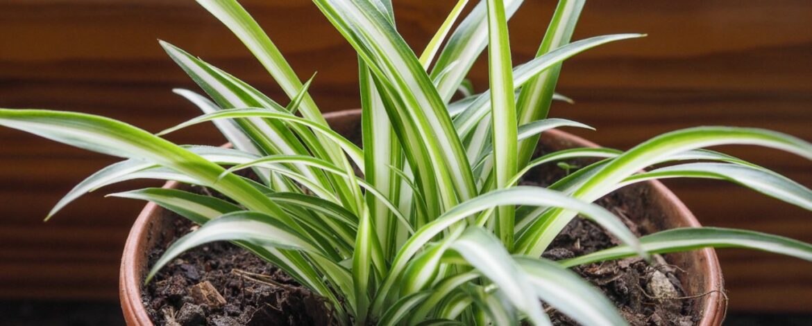 Où couper bouture plante araignée ?