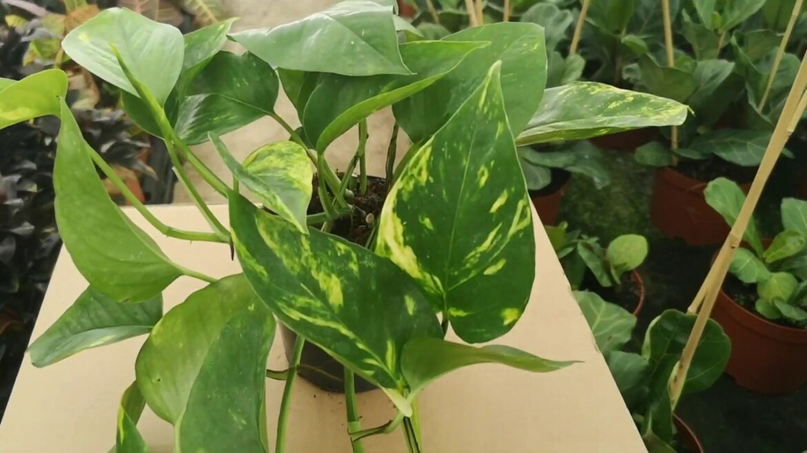 Où couper pour faire une bouture ?