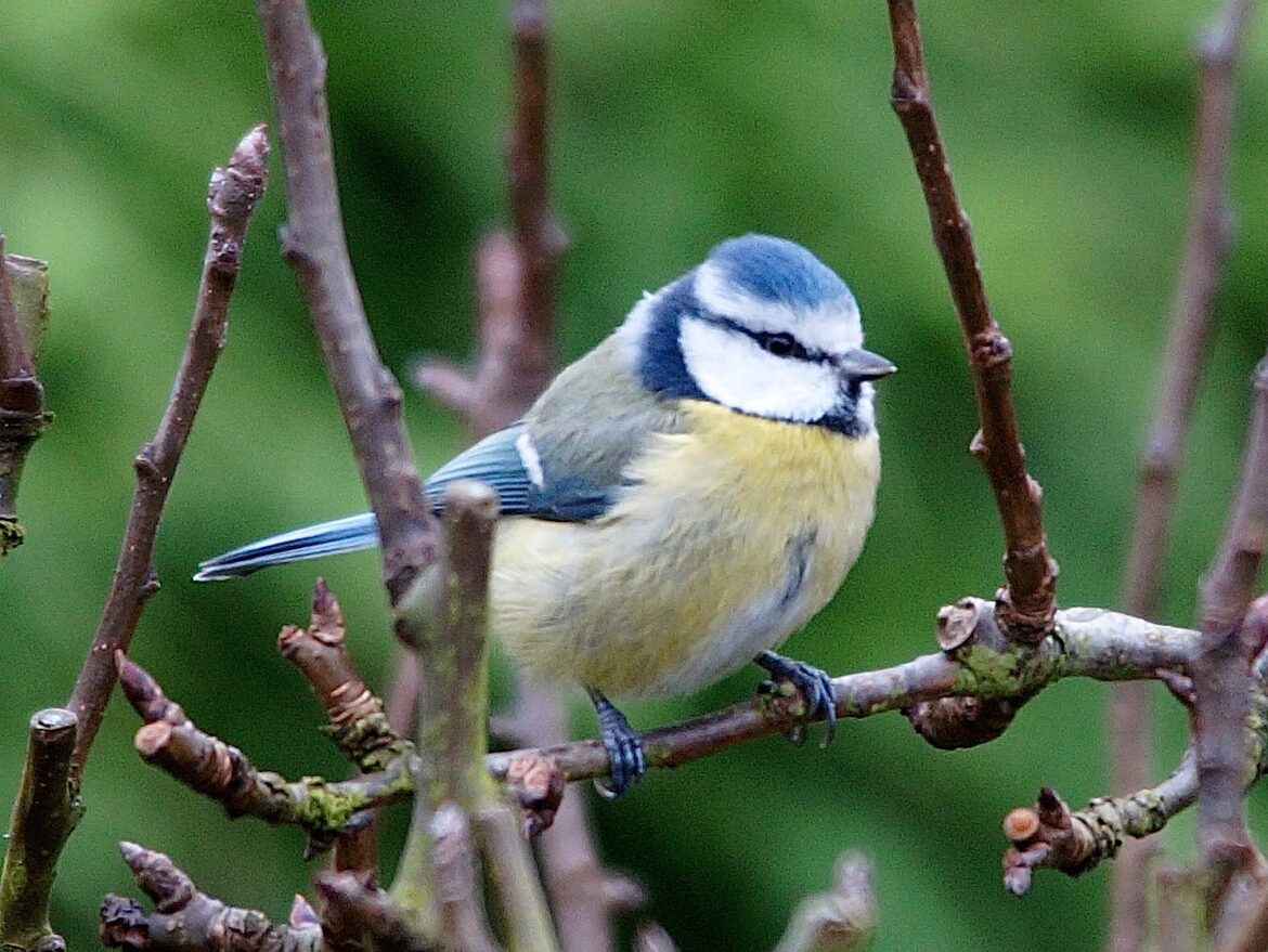 Où dorment les mésanges la nuit ?