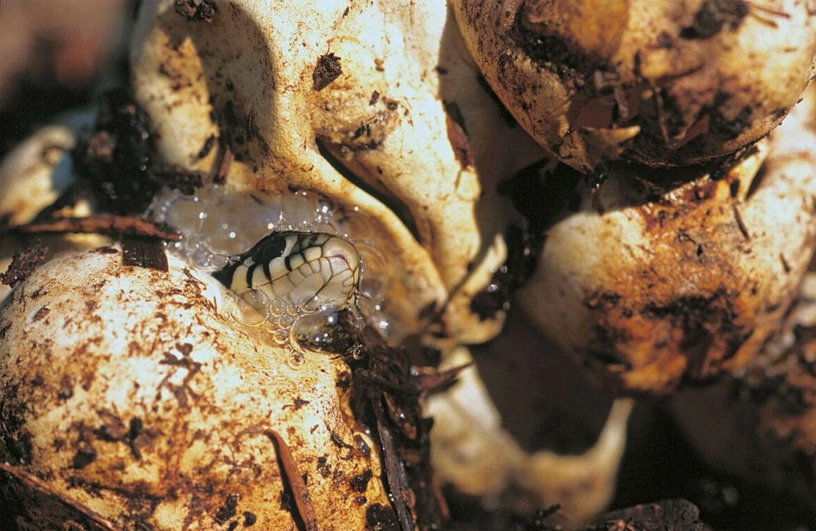 Où les couleuvres Font-elles leur nid ?