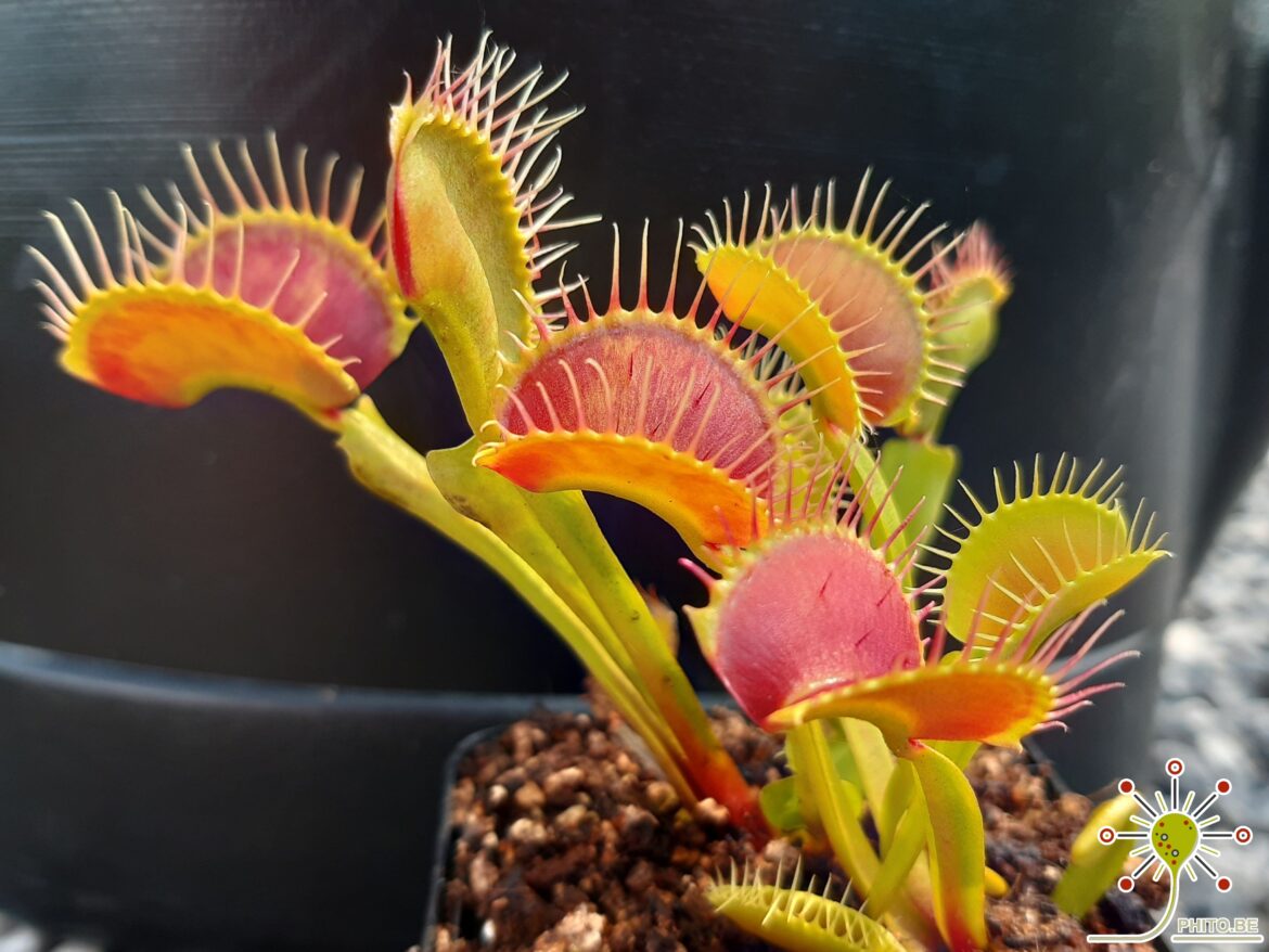 Où mettre dionée ?