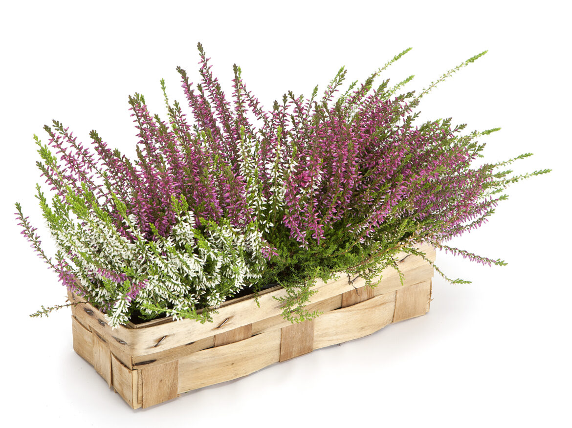 Où mettre la bruyère ?