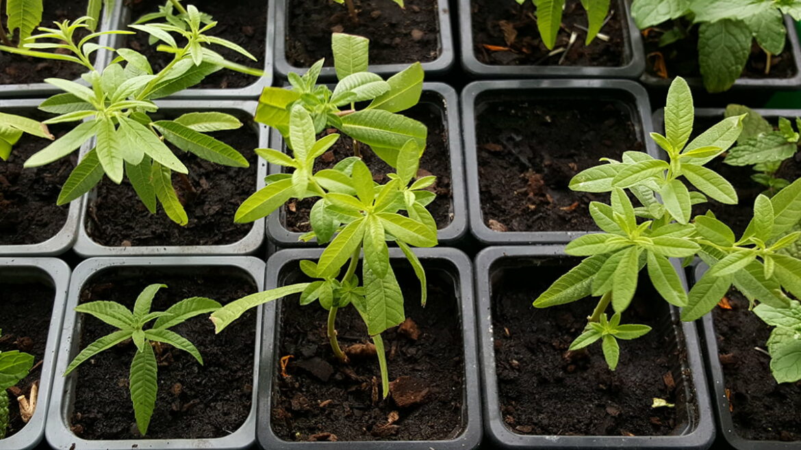 Où mettre la verveine au jardin ?