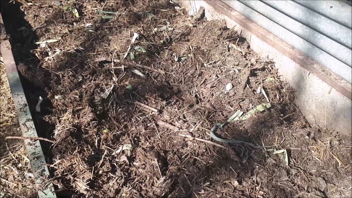 Où mettre le fumier de poule ?