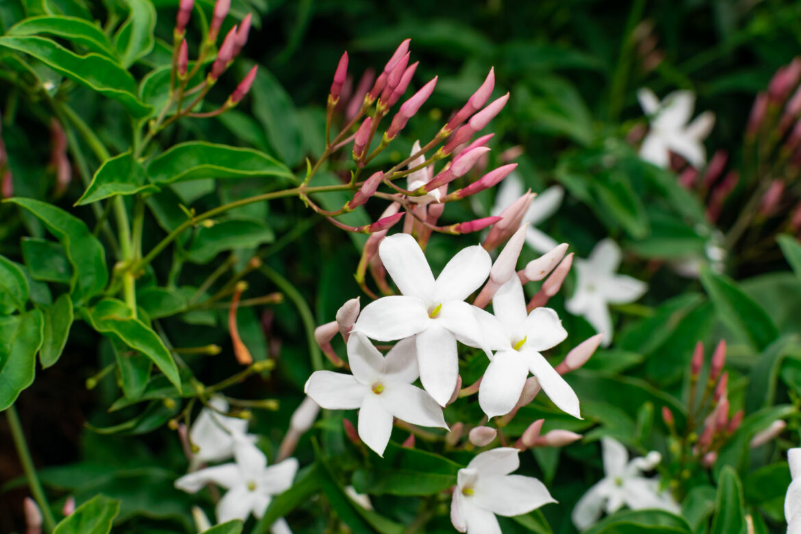 Où mettre le jasmin dans le jardin ?